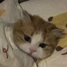 Heycat 的头像
