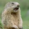 Profilbild von AlloniusPP