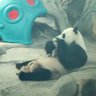 PauGon 75 的头像