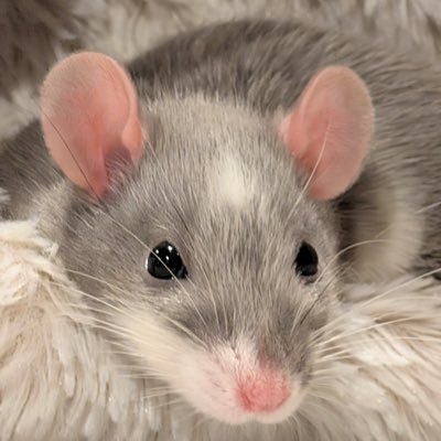 a bunch of rats✨'s profile picture