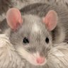 a bunch of rats✨ profil fotoğrafı