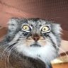 Manulpilled-Manulcel's profile picture