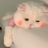 起飞咯's profile picture