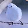 Profilbild von sachi