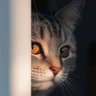 cocostobeli's profile picture