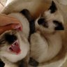 るーな's profile picture