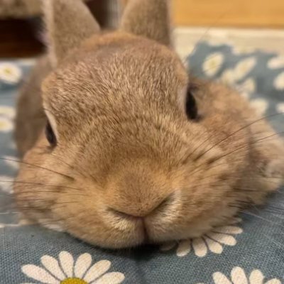 Bunny's profile picture