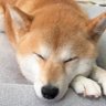 Profilbild von てむてむ