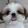 Profilbild von シーズーのズシ