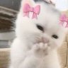 Profilbild von H