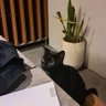Profilbild von kucing tidak hitam
