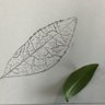 魚食べたい profil fotoğrafı