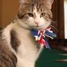 Profilbild von Pussy Power 🐈⬛ 🇬🇧 🏴i🇮🇱