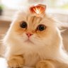 Фото профиля 钻石猫 AI~外贸
