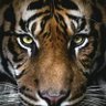 Learnod profil fotoğrafı