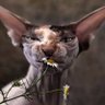 Фото профиля Некто Трудноверный