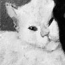 Conega ☭'s profile picture