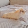 Lena profil fotoğrafı