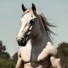 The SweatyStallion's profile picture