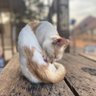 Forlah profil fotoğrafı