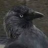 techno bird profil fotoğrafı