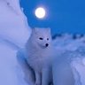 chillwhipfoxGamez's profile picture
