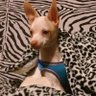 Profilbild von ֆքǟʀӄքʟʊɢ