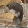 ゆり profil fotoğrafı