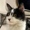 Gaillardia's profile picture