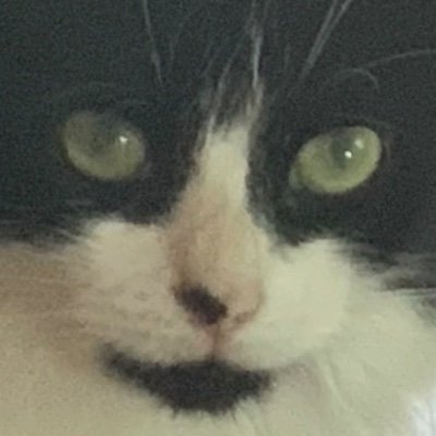 SheepSheep6639's profile picture
