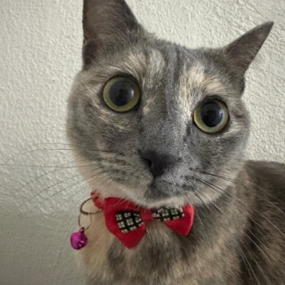 JstElizabethCat's profile picture
