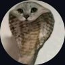 Aili's profile picture