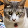 猫のタマ 的头像