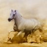 الى النصر's profile picture