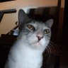 Фото профиля Comel Lia
