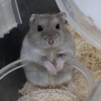 ユンデス's profile picture