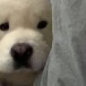 ( .◜◡◝)ノ 的头像