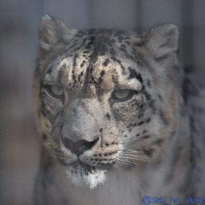 けーすけ's profile picture
