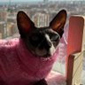 Робинзон Кукурузо's profile picture