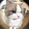 catcha profil fotoğrafı