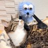 Profilbild von タビすけ。