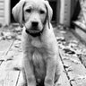 Profilbild von Dog Guy