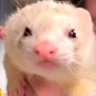 てっこ 的头像
