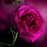 ندى صالح 🌟 profil fotoğrafı
