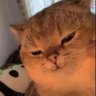 懷特-豁然開朗's profile picture