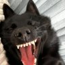 MrZalgo's profile picture