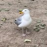 Bristol Bird ๐ฉต ็ๅคดๅ