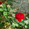Profilbild von Rose of Provence