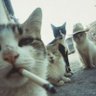 KomradeKat 🇺🇸 profil fotoğrafı