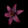 ❀⋆.ೃ࿔*:・❀⋆.ೃ࿔*:・ profil fotoğrafı